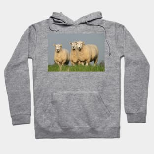 Curious Lleyn Sheep Hoodie